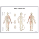 Picture of Body Acupuncture Chart