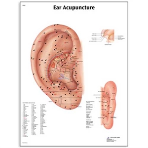 Picture of Ear Acupuncture Chart