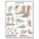 Picture of Foot and Joints of Foot Chart - Anatomy and Pathology