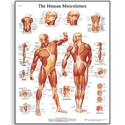 Picture of Human Muscle Chart