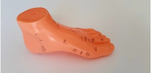 Picture of Foot model