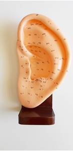Picture of Ear model