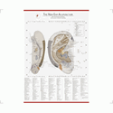 Picture of Chart of the New Ear Acupuncture