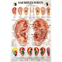 Picture of Ear Reflex Points Chart